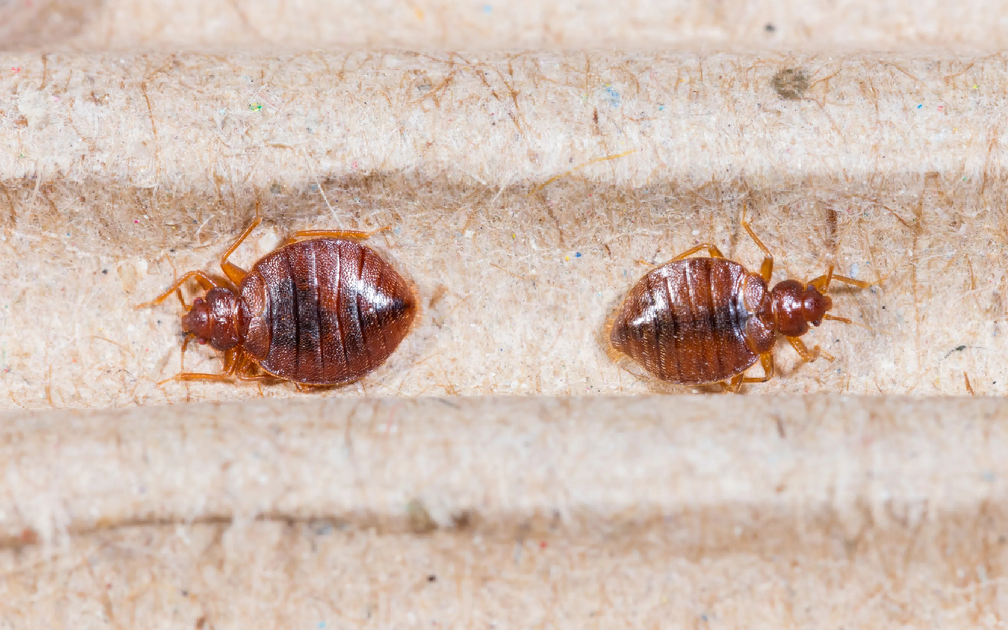 carpet cleaning in queens, carpet cleaning queens, carpet cleaners in queens, carpet cleaners in queens, commercial carpet cleaning, commercial carpet cleaning in queens, queens rug cleaners, rug cleaning services in queens, same day carpet cleaning, same day rug cleaning in queens